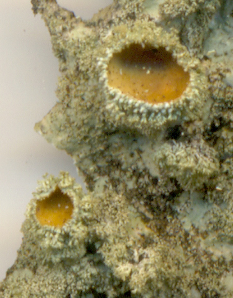 Parmotrema internexum from Brazil, Paraná, Guaraqueçaba leg. R. Reis 458 (UPCB)